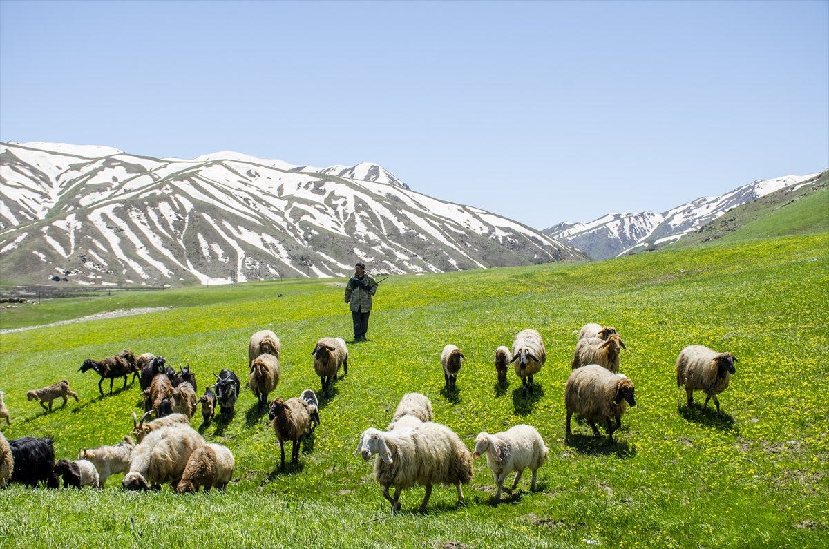 Faraşin Yaylası'ndan kartpostallık kareler