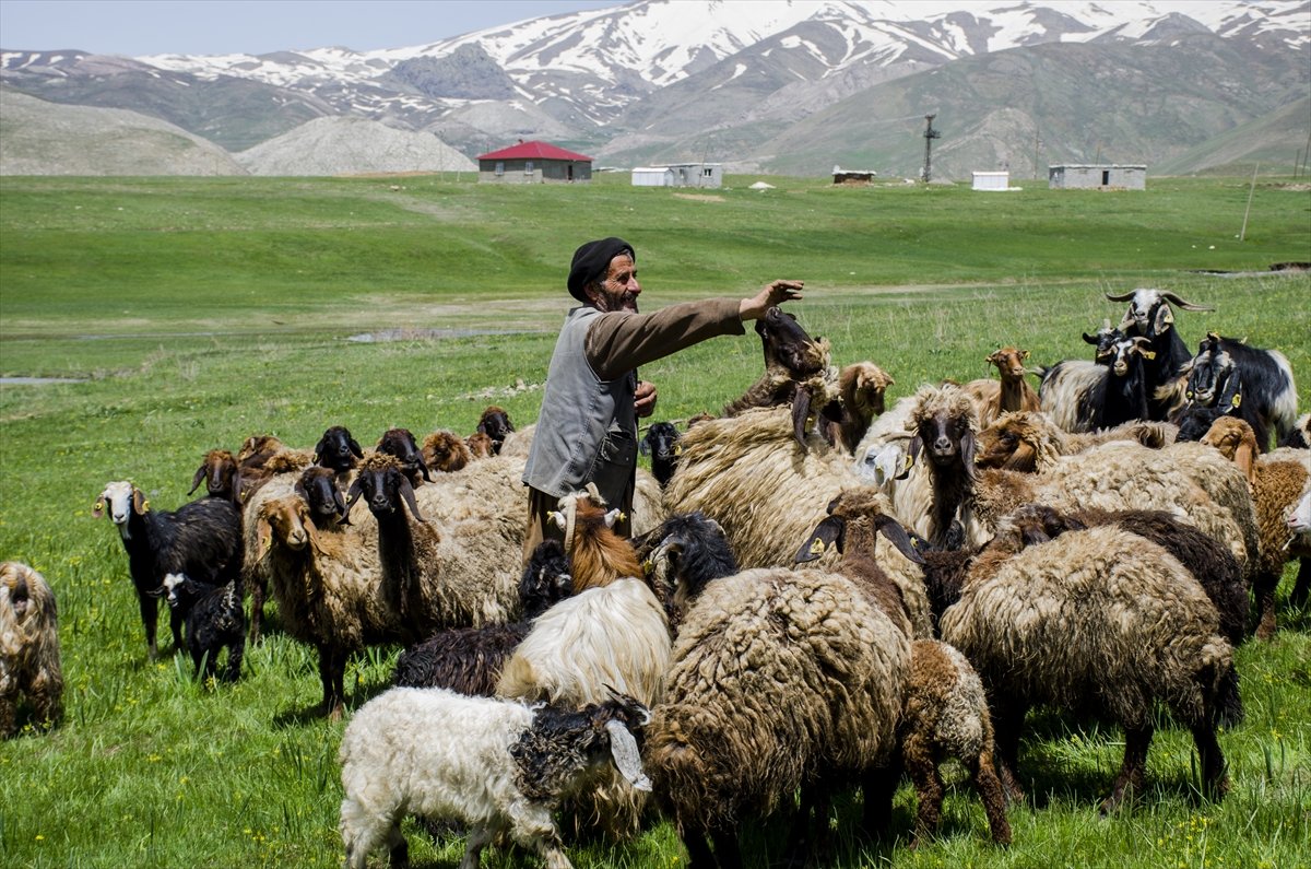 Faraşin Yaylası'ndan kartpostallık kareler