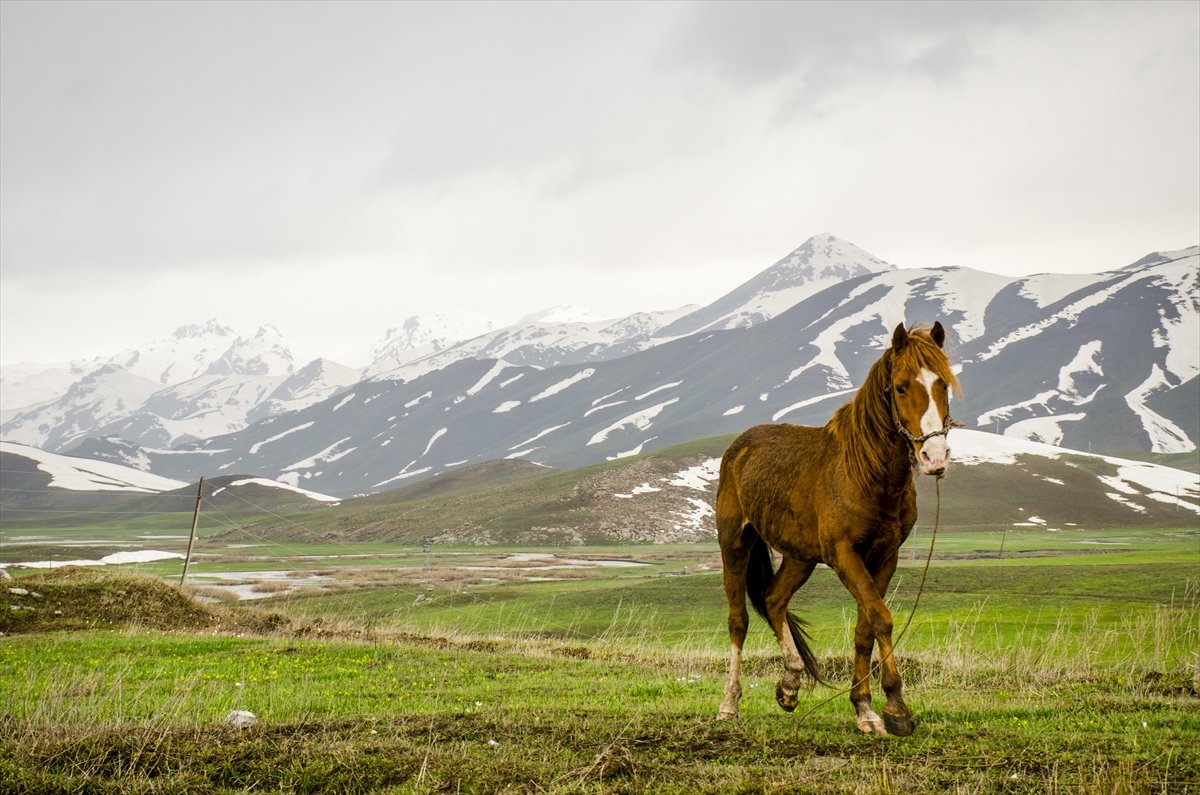 Faraşin Yaylası'ndan kartpostallık kareler