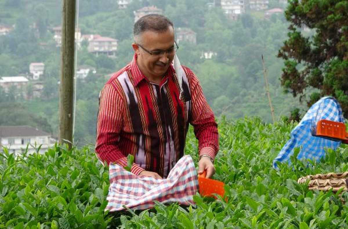 d Rize'de 10 çay üreticisinde koronavirüs tespit edildi