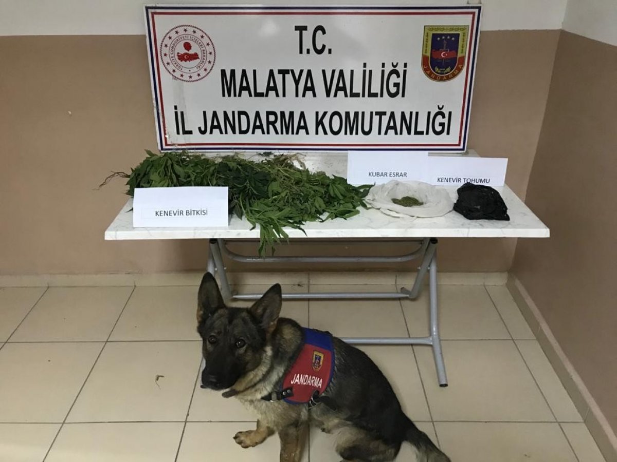 Malatya’da yasa dışı kenevir operasyonu