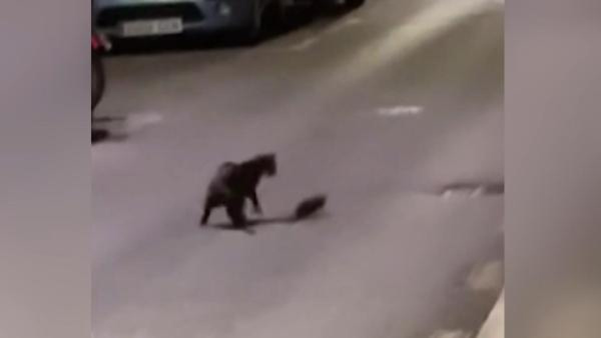 Aç kalan kedi fareden tekme yedi