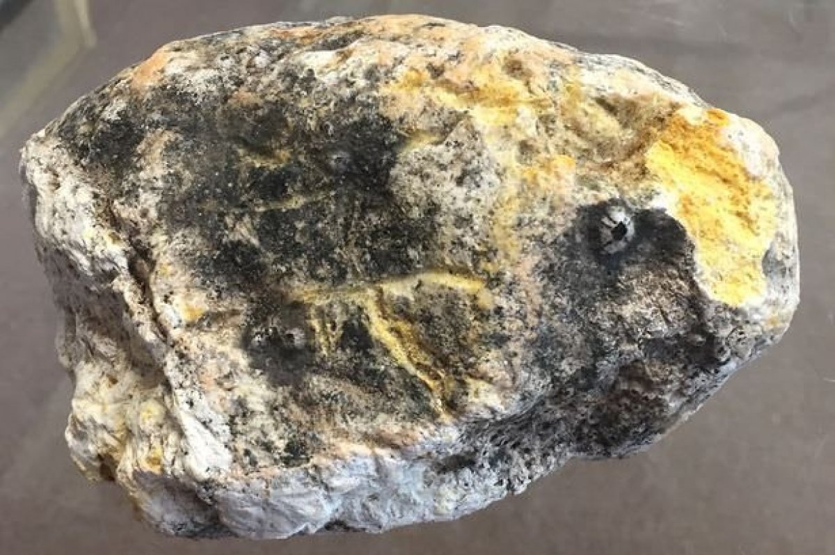 Balina kusmuğu nedir