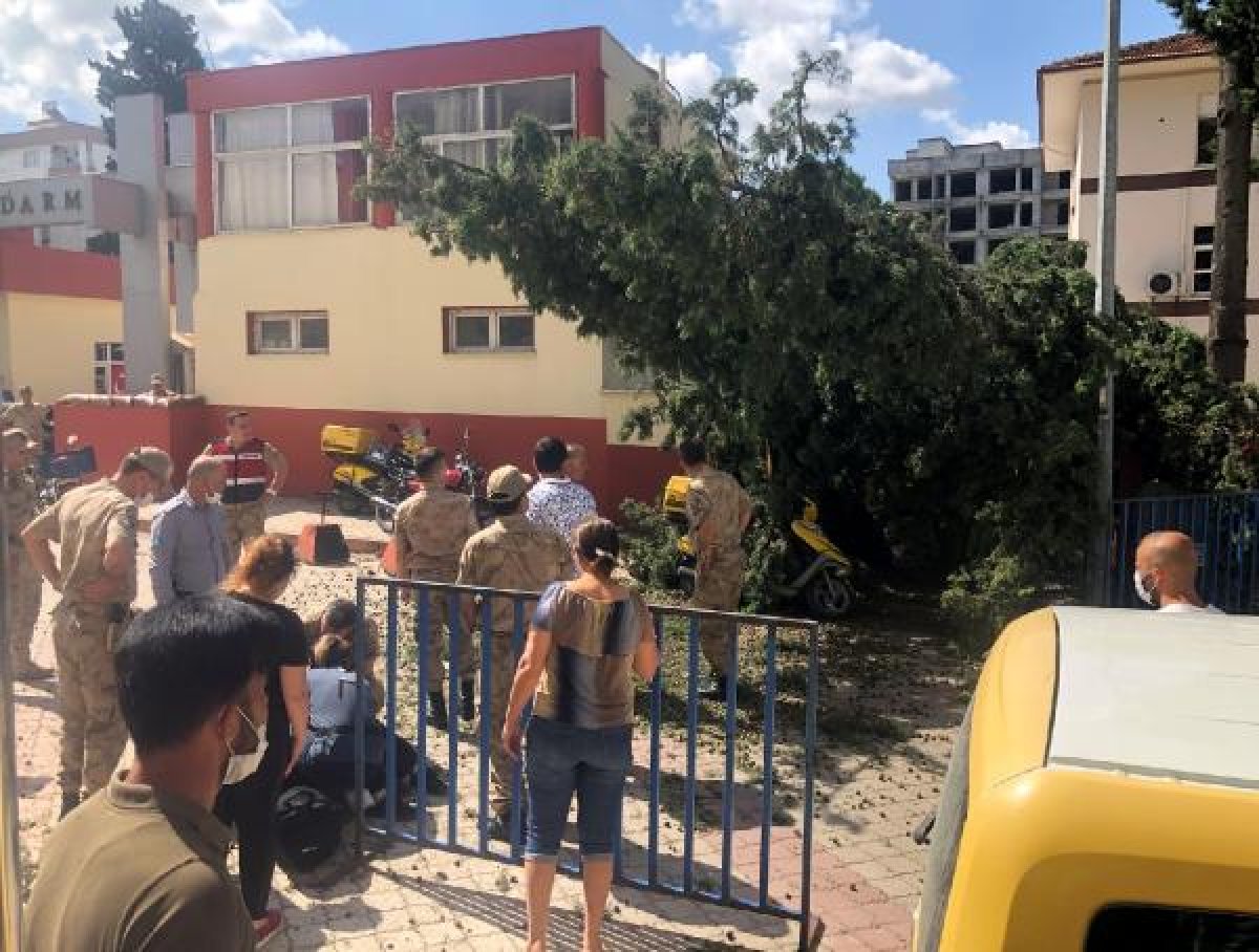 d Osmaniye'de postacı, kesilen ağacın altında kaldı
