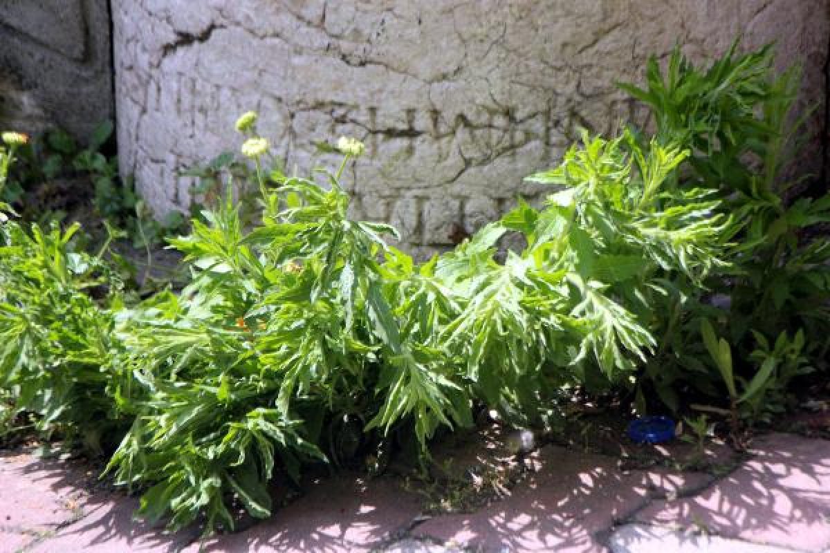 dha Bolu'da tarihi sütunun üstüne duvar ördüler