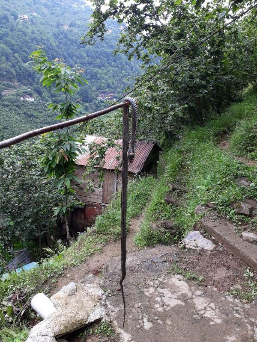 dha Ölümcül yılanlar Karadeniz'de görülmeye başlandı