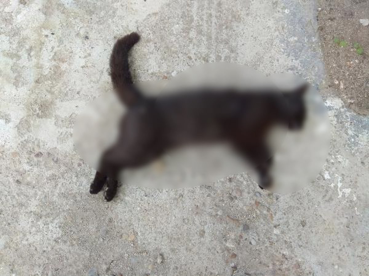 Edirne'de zehirli et yiyen kedi ve köpekler öldü