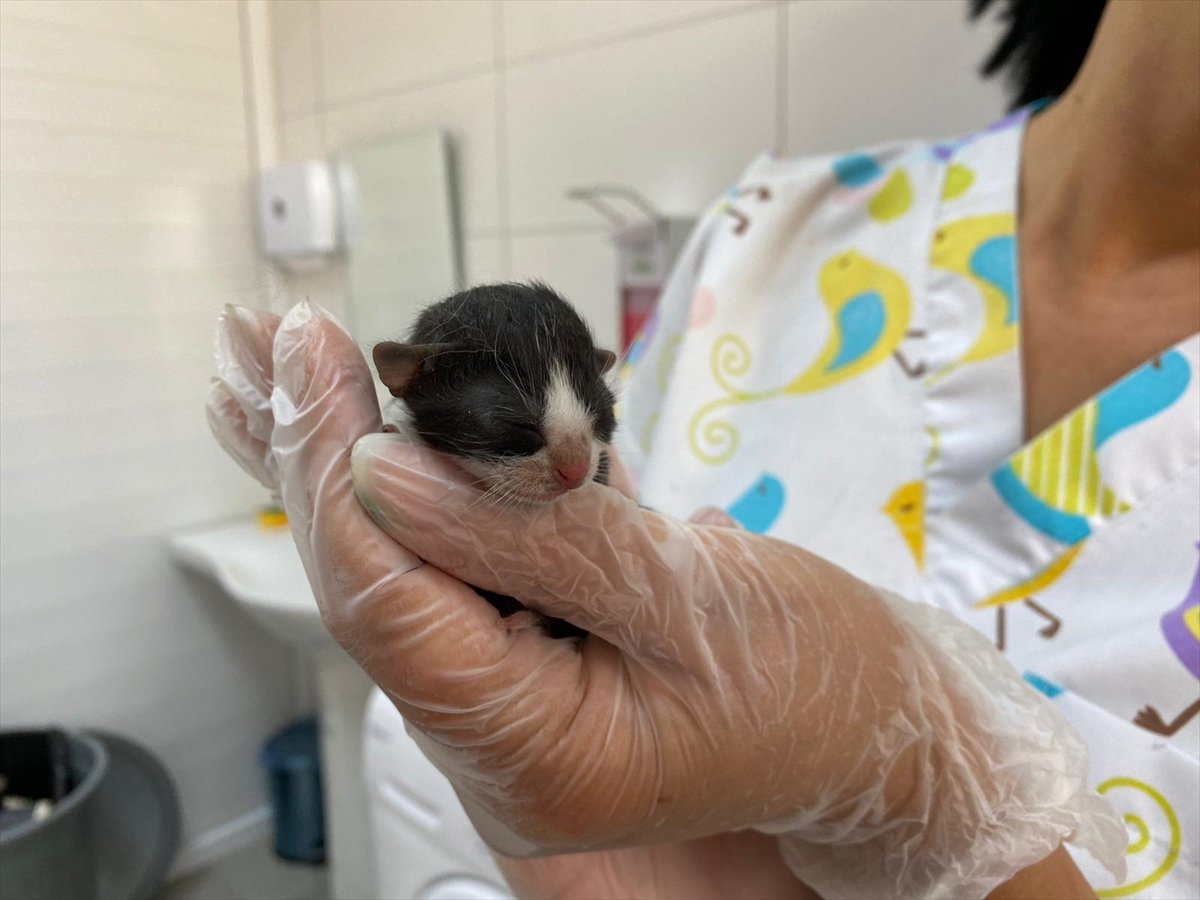 Adana'nın mucize kedisi hayata tutundu