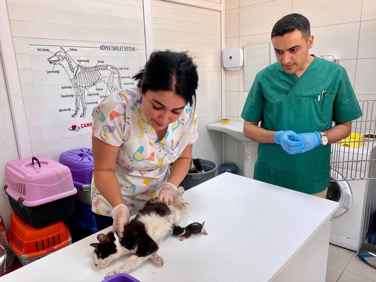 Adana'nın mucize kedisi hayata tutundu
