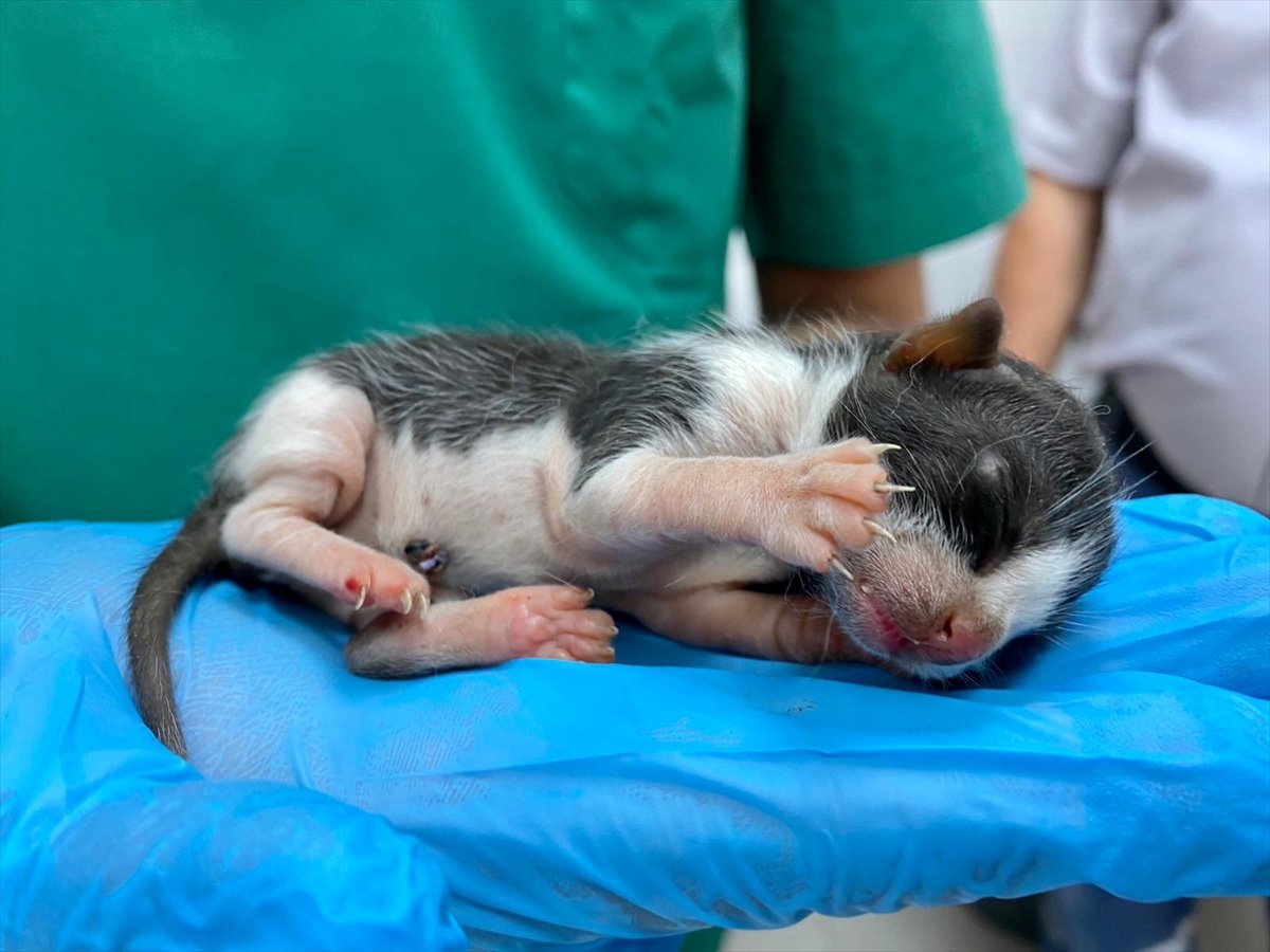 Adana'nın mucize kedisi hayata tutundu