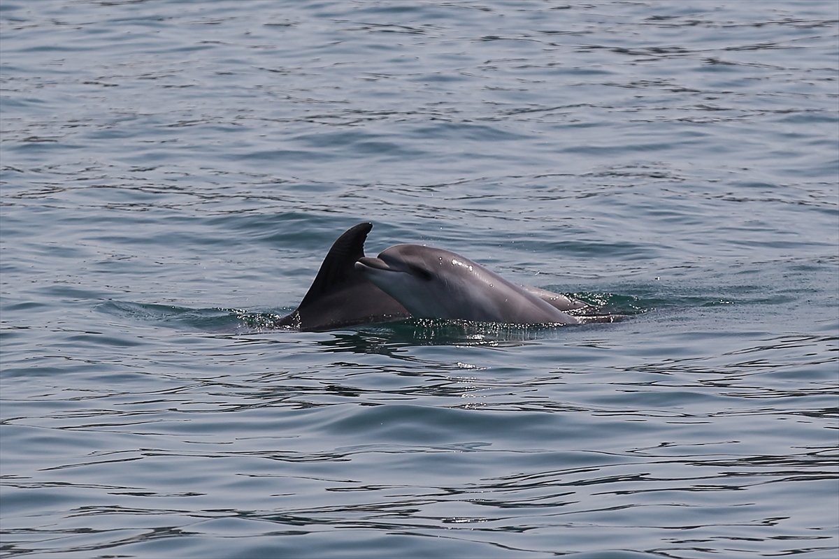 İstanbullular yine sahillere akın etti