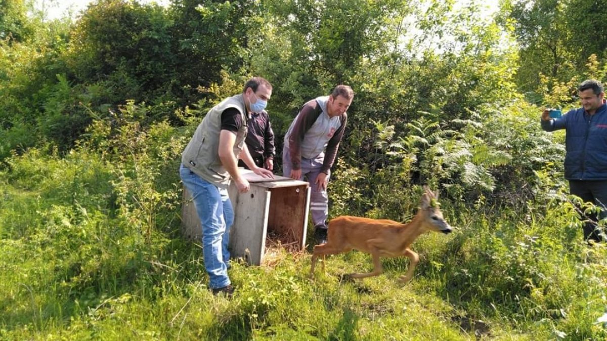 i Sinop'ta mezarlıkta mahsur kalan karaca kurtarıldı
