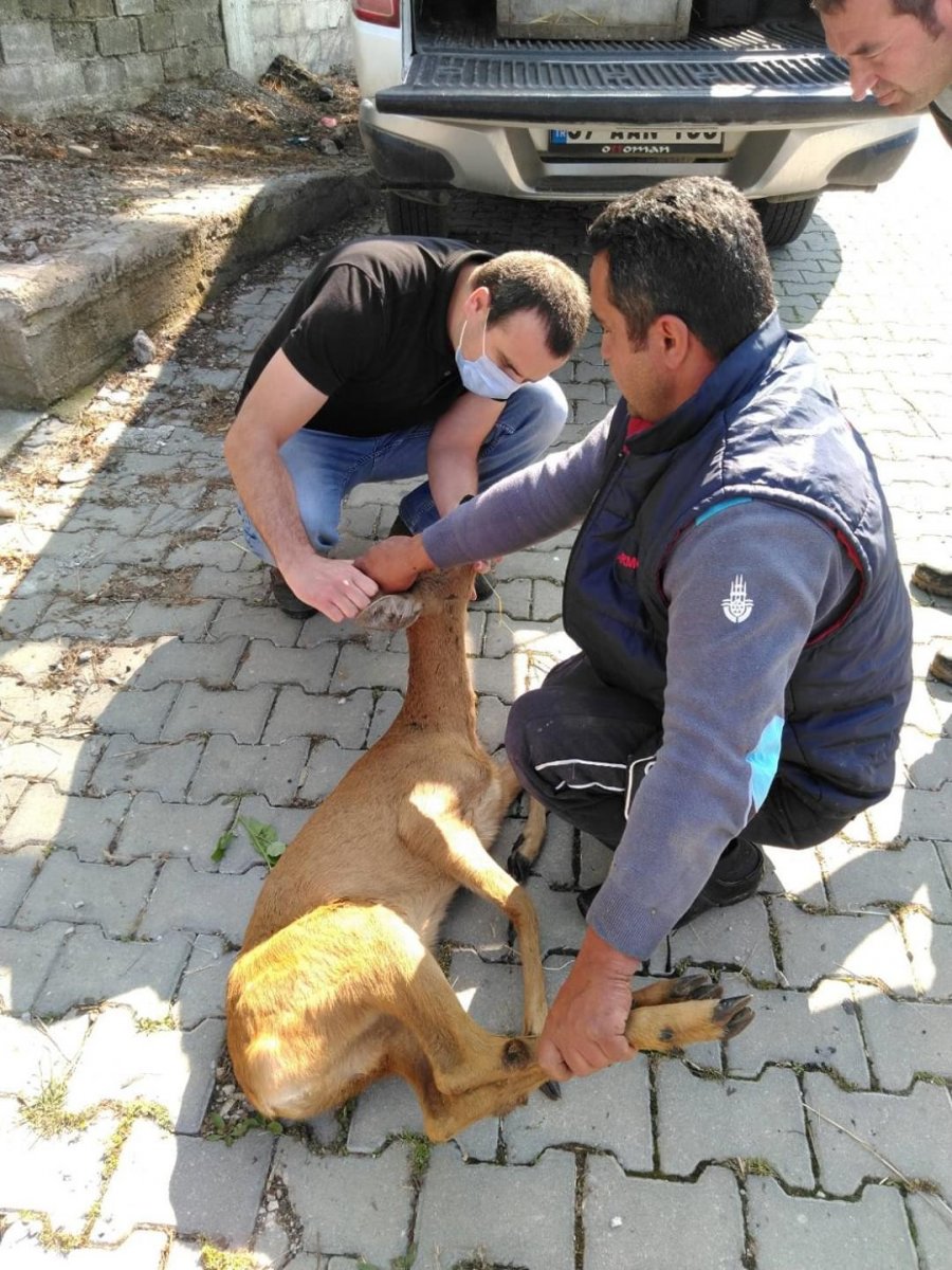 İ Sinop'ta mezarlıkta mahsur kalan karaca kurtarıldı