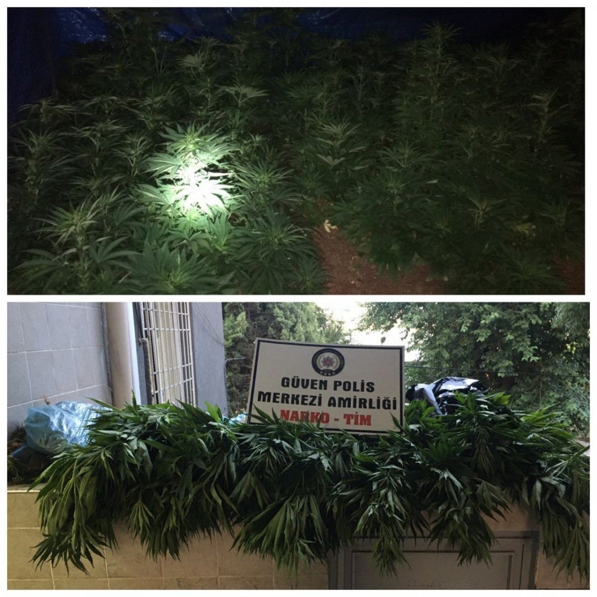 i Gaziantep'te 500 kök Hint keneviri ele geçirildi