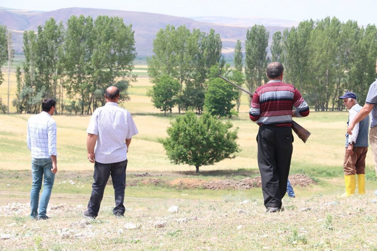 dha Çorum'da köylülerin 'aslan' korkusu devam ediyor