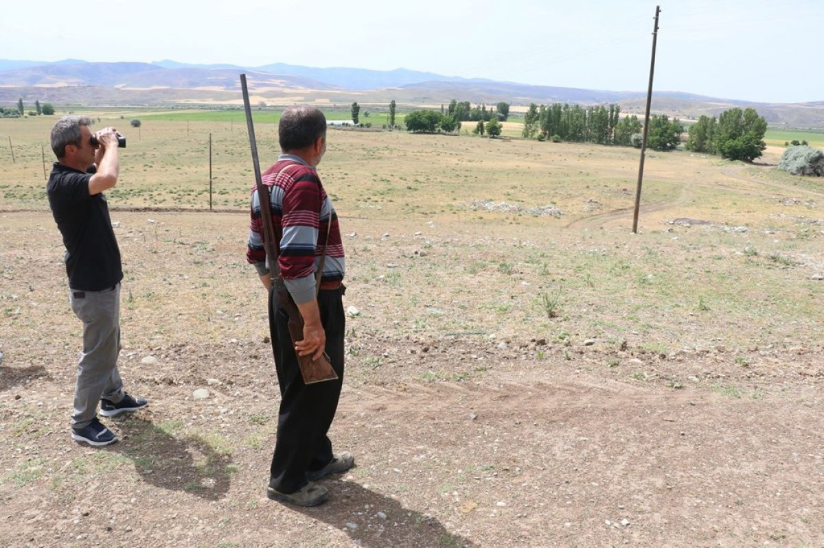 dha Çorum'da köylülerin 'aslan' korkusu devam ediyor