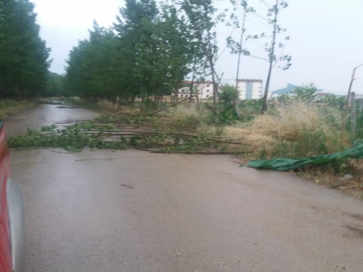 i Bilecik'te şiddetli rüzgar ağaçları kökünden söktü