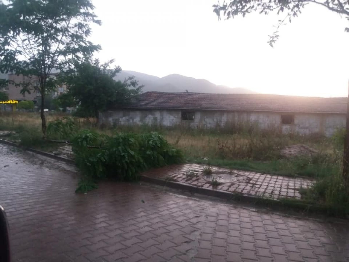 i Bilecik'te şiddetli rüzgar ağaçları kökünden söktü