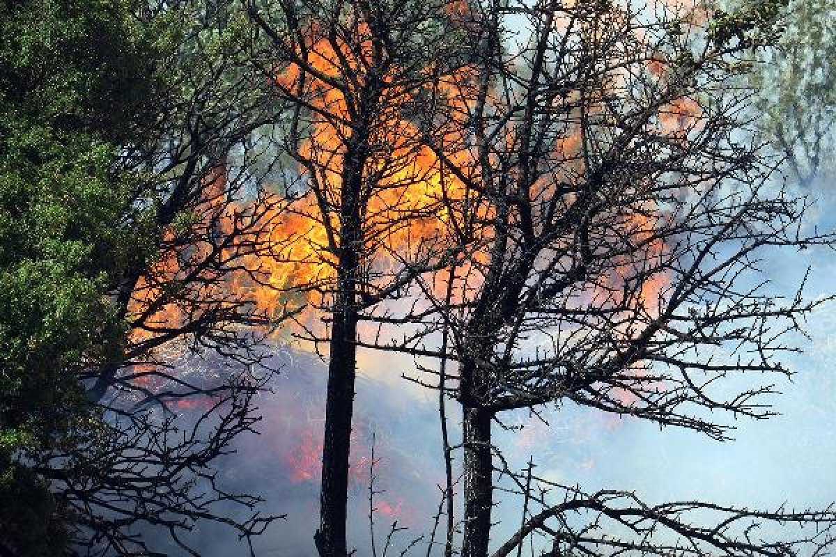 d Manisa'da orman yangını