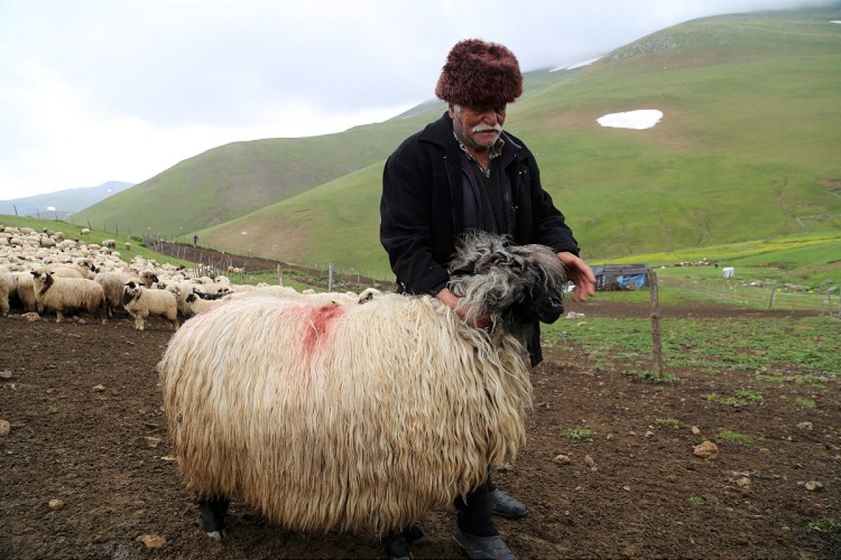 Ordulu Süleyman Dede, çobanlıkta gençlerle yarışıyor