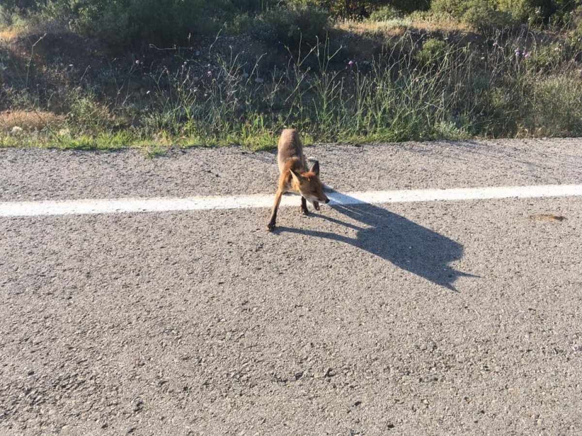 i Öğretmen, yolda rastladığı tilkiyle sohbet etti