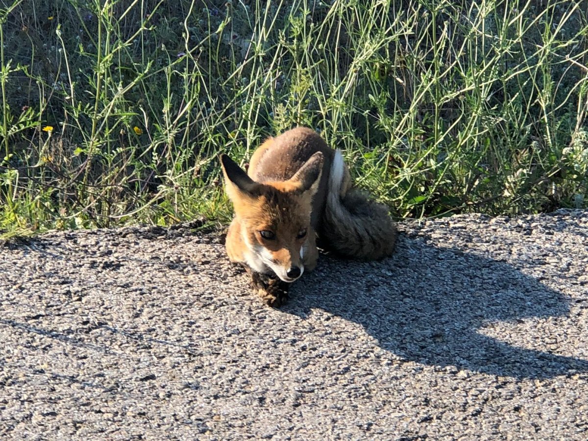i Öğretmen, yolda rastladığı tilkiyle sohbet etti