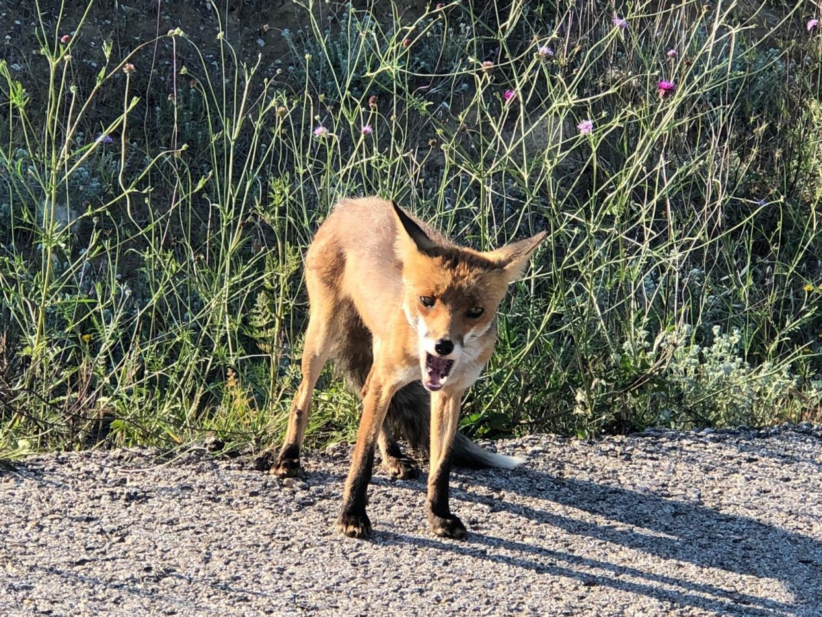 i Öğretmen, yolda rastladığı tilkiyle sohbet etti
