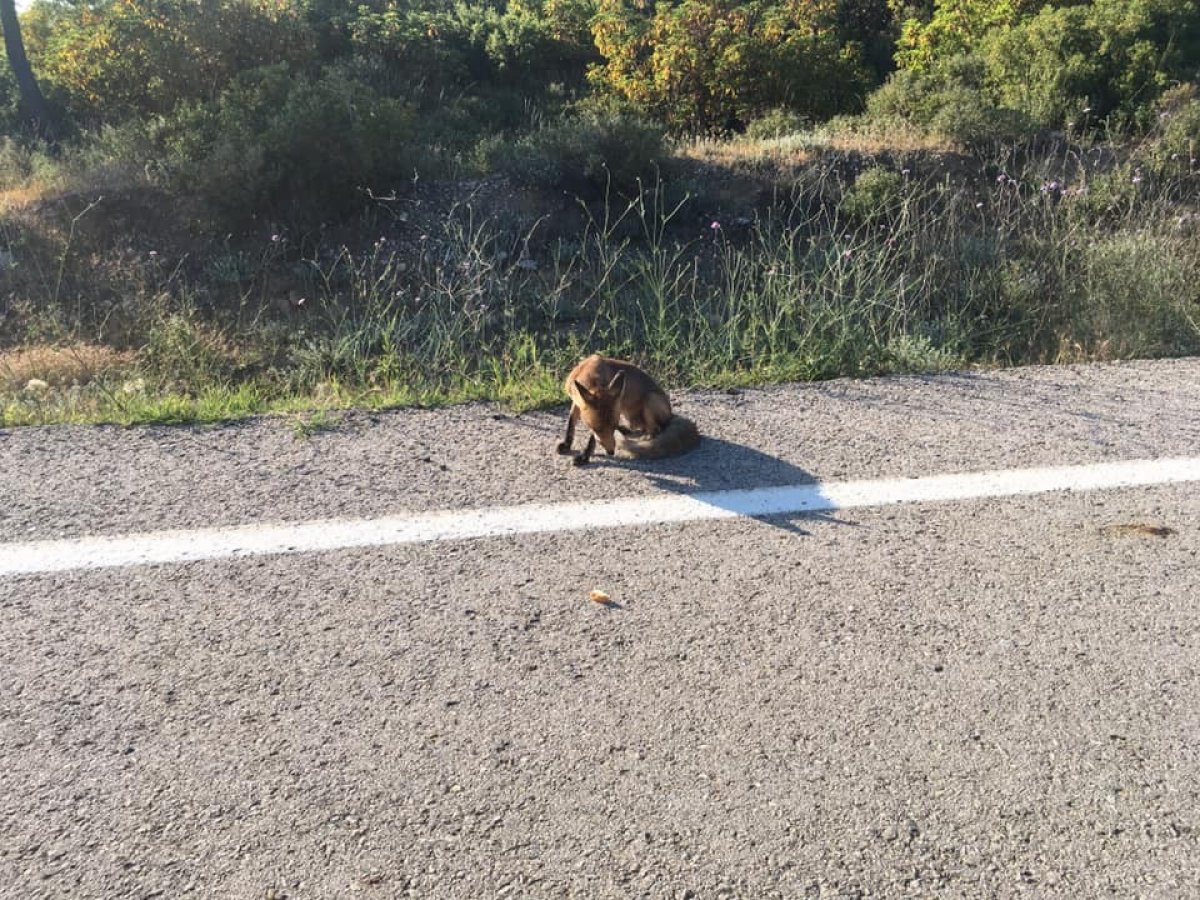 i Öğretmen, yolda rastladığı tilkiyle sohbet etti