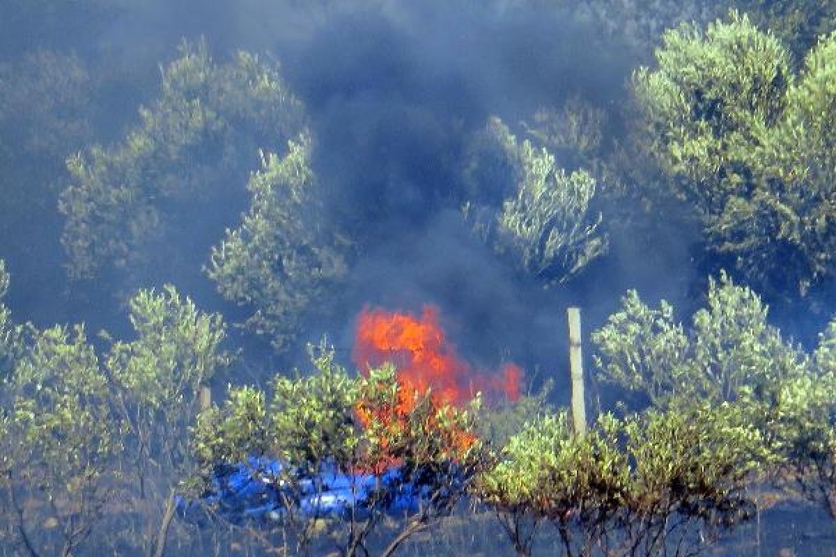 d Manisa'da orman yangını