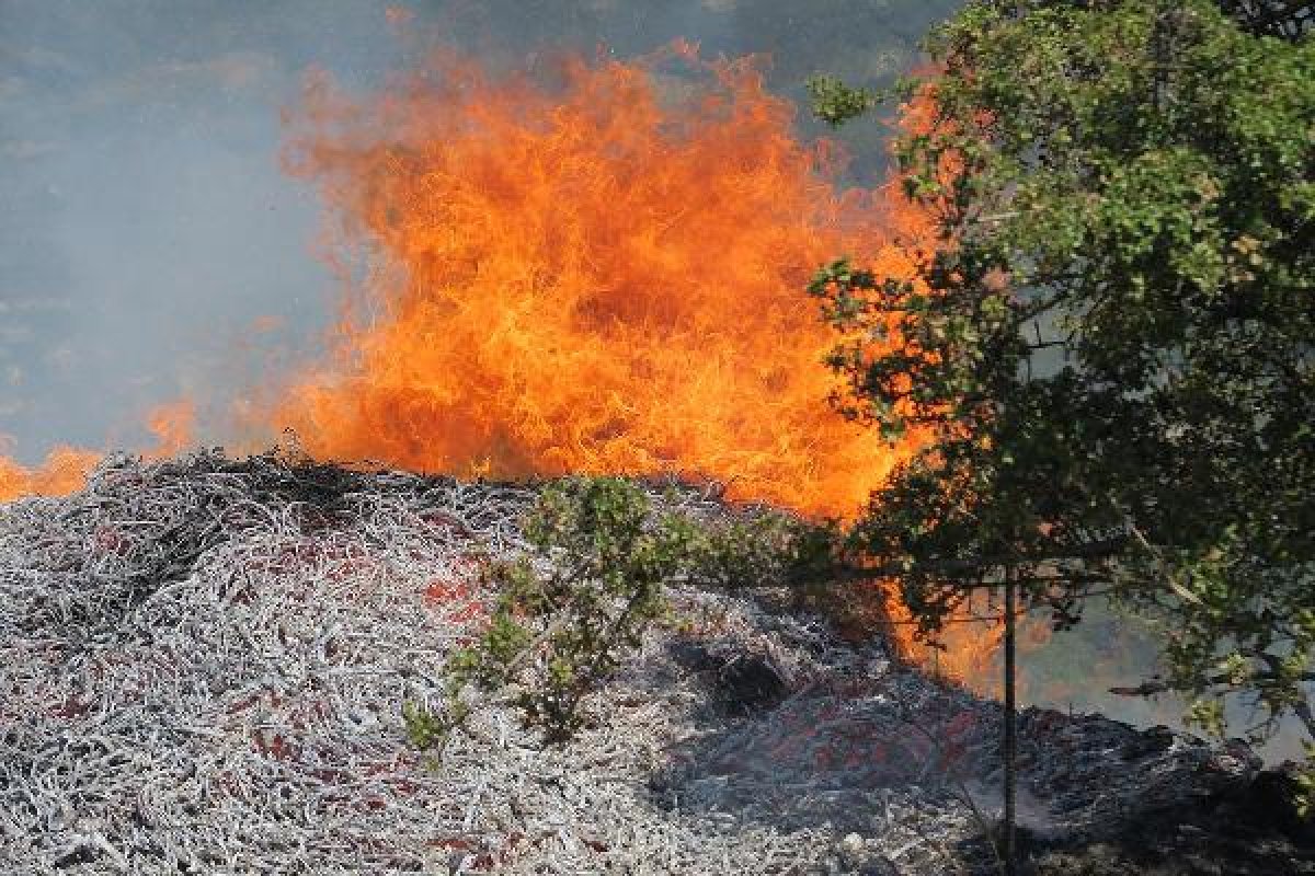 d Manisa'da orman yangını