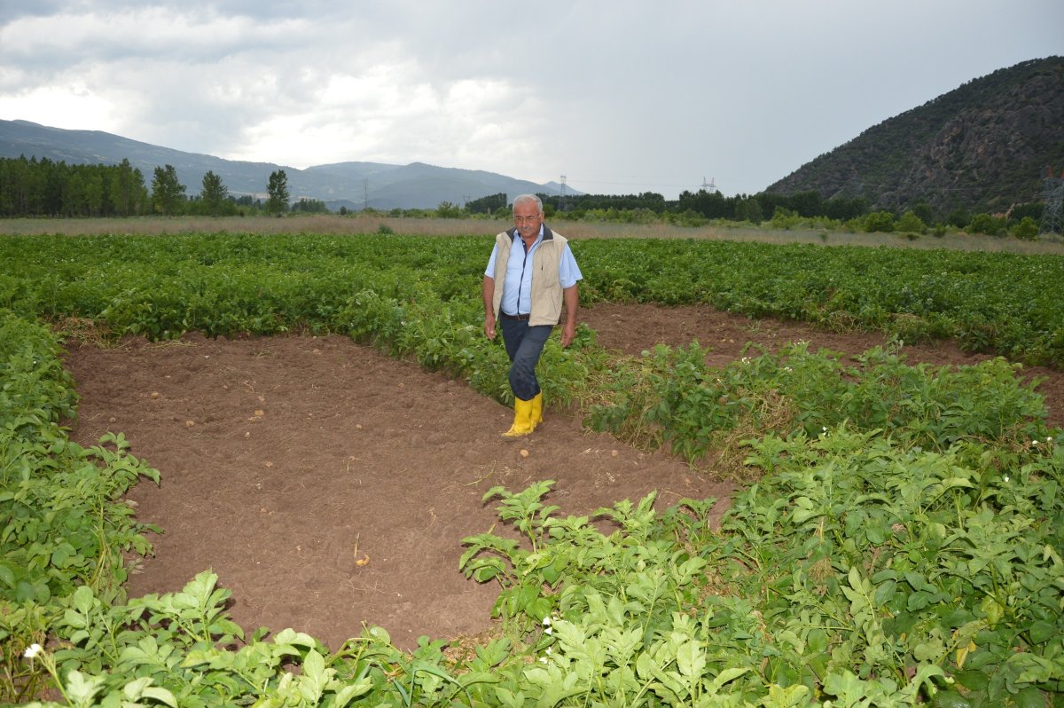 i Tokat'ta tarladan bir ton patates çalındı