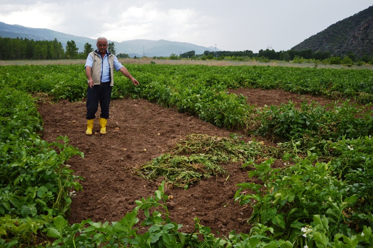 i Tokat'ta tarladan bir ton patates çalındı