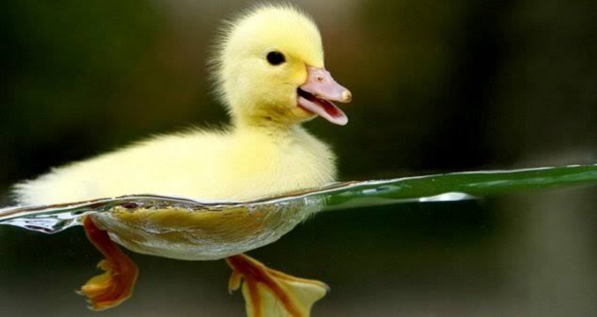 Stanford Ördek sendromu nedir