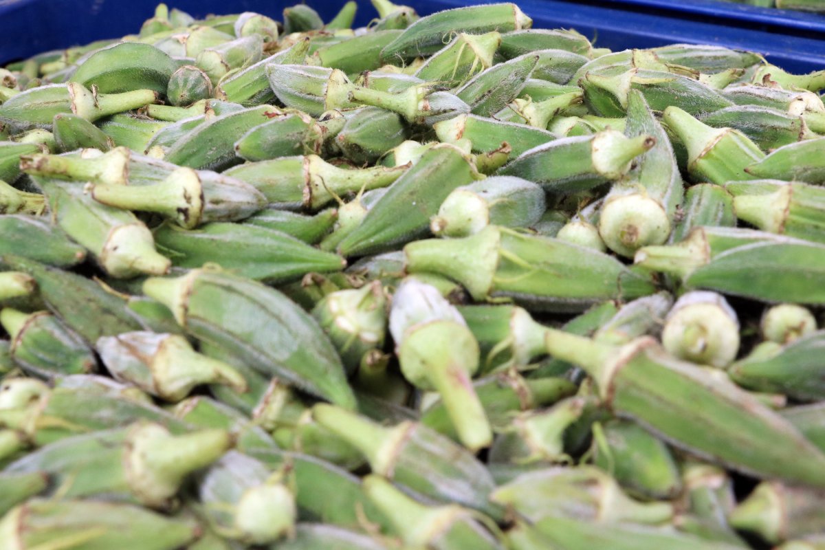 Kurutulunca kilosu 20 TL’den 230 TL’ye çıkıyor