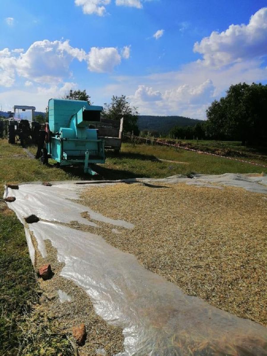 d Denizli'de hasat yapan çiftçi patoz makinesine düştü