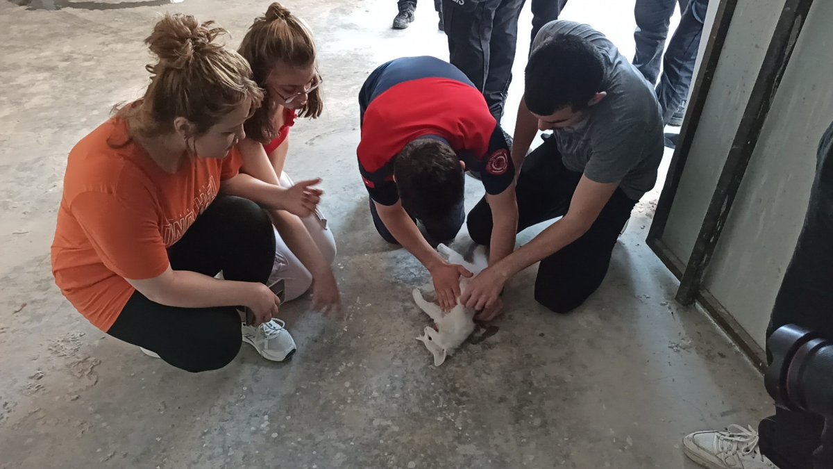 i Düzce'de kediyi kurtarmak için kalp masajı yaptı