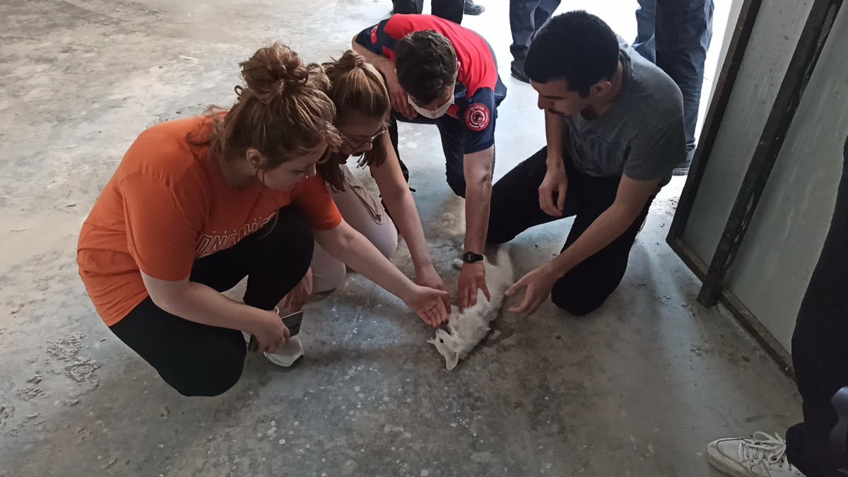 i Düzce'de kediyi kurtarmak için kalp masajı yaptı