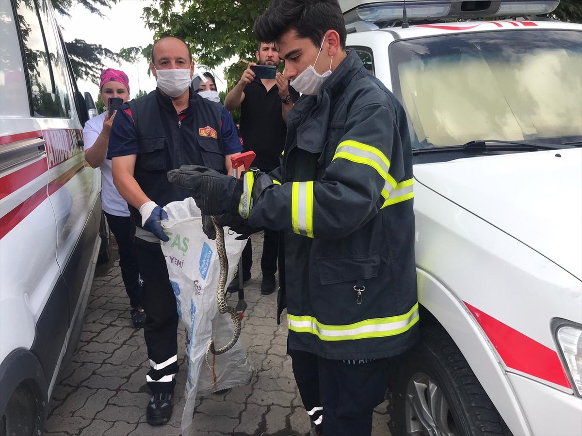 a Nevşehir'de ambulansın tekerine yılan dolandı