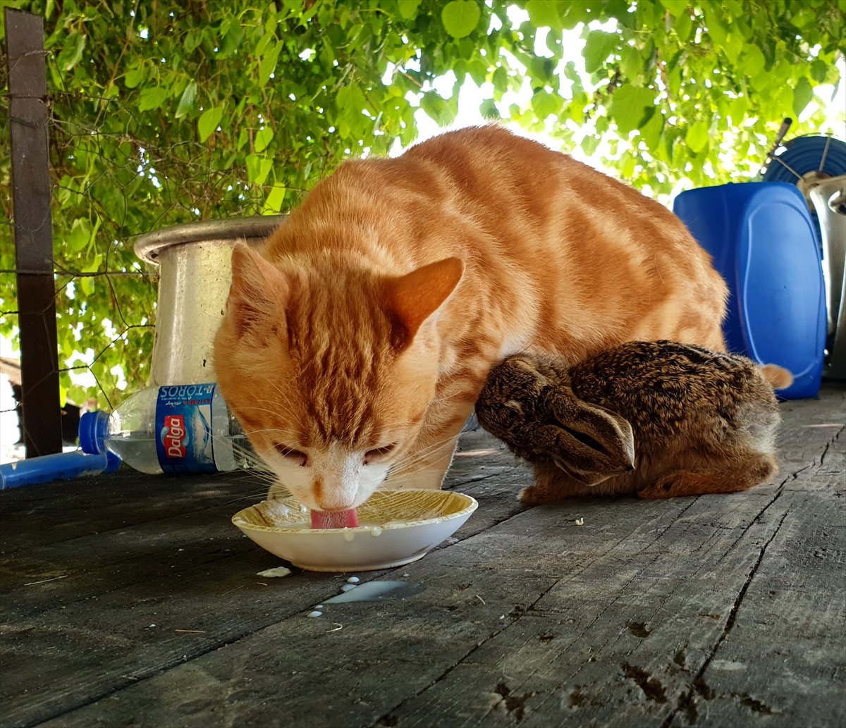 Osmaniye'de ev kedisi, yavru tavşana anne oldu