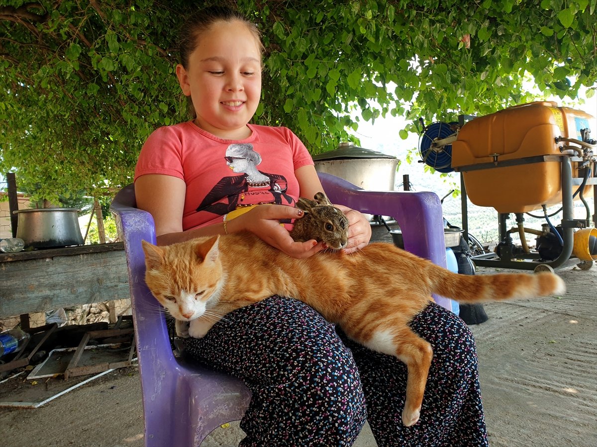 Osmaniye'de ev kedisi, yavru tavşana anne oldu