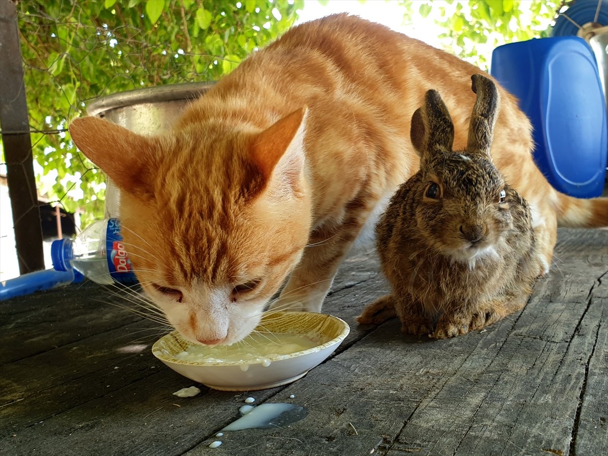 Osmaniye'de ev kedisi, yavru tavşana anne oldu