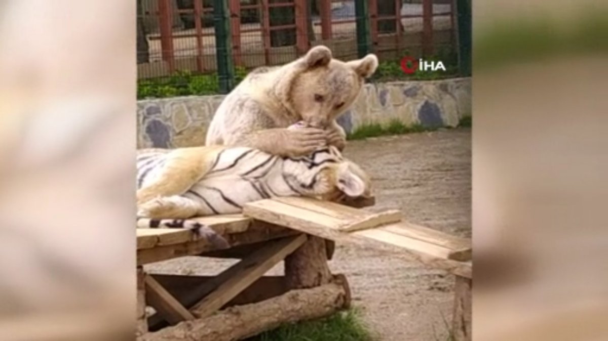 Kaplanlarla dost olan ayı izleyenleri gülümsetti