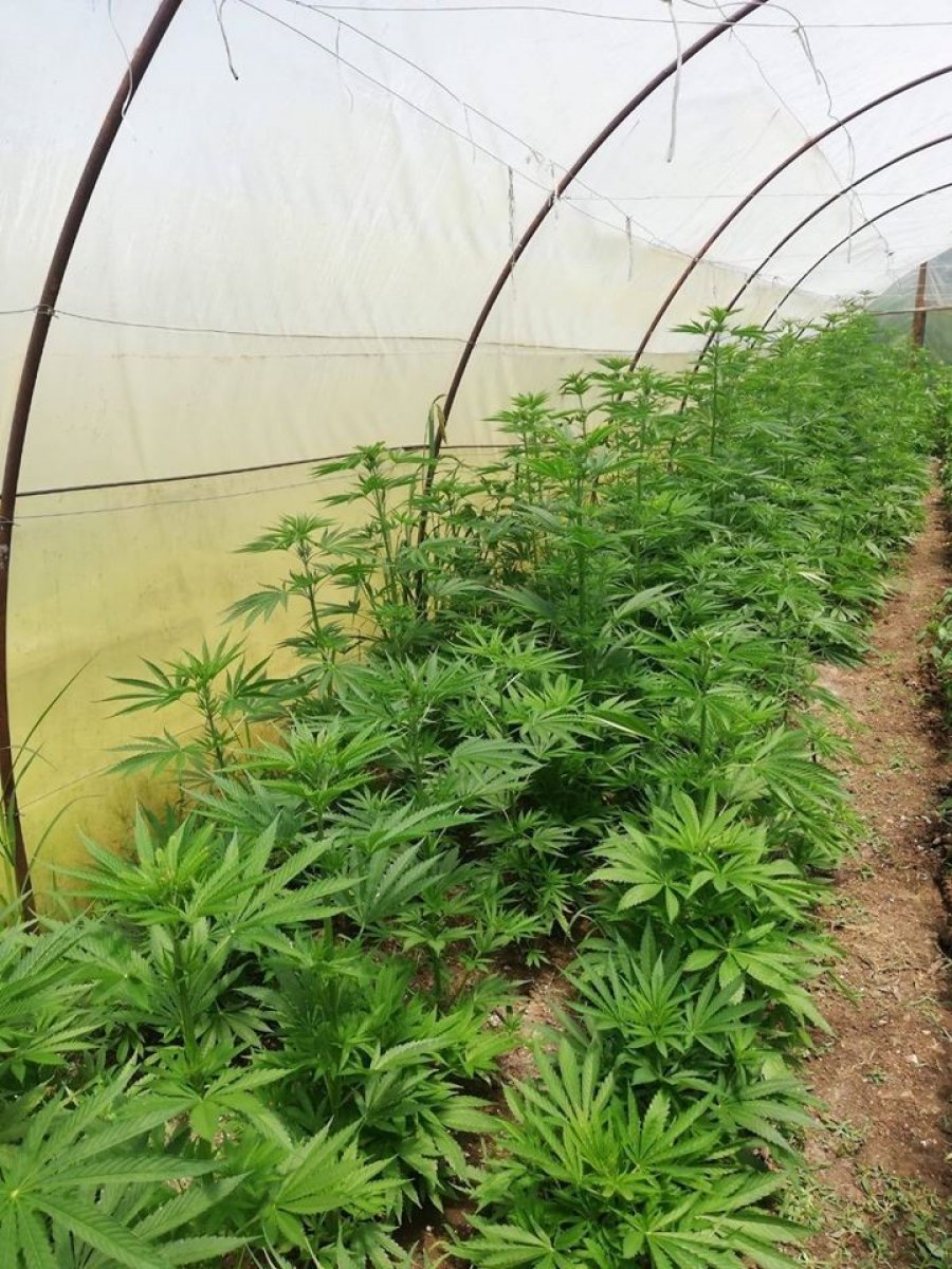 İ Kastamonu'da kenevir yetiştiren aileye operasyon yapıldı