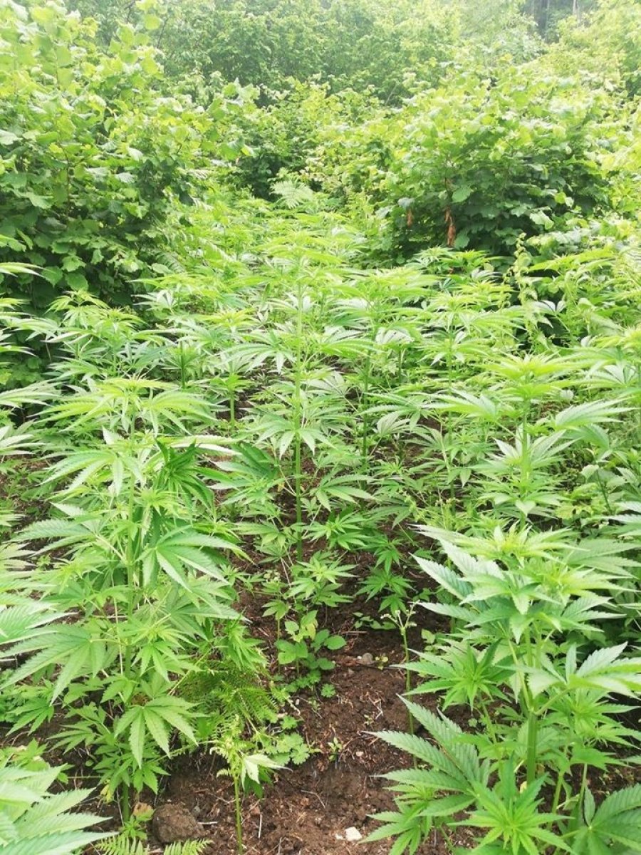 i Kastamonu'da kenevir yetiştiren aileye operasyon yapıldı