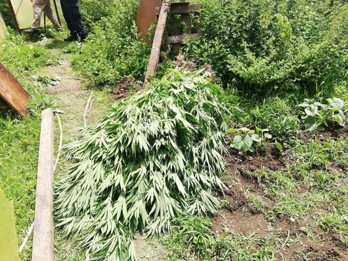 i Kastamonu'da kenevir yetiştiren aileye operasyon yapıldı