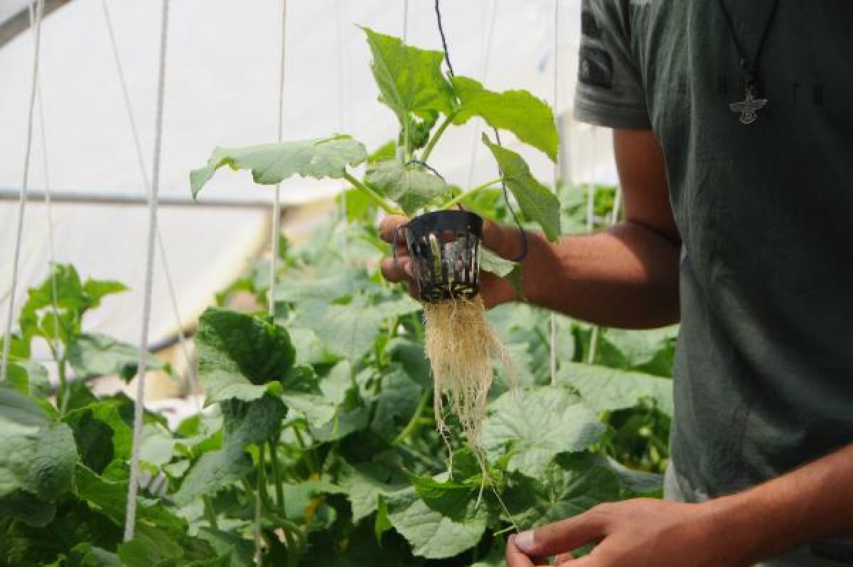 Tunceli'de tatili fırsat bildi, topraksız tarım yaptı