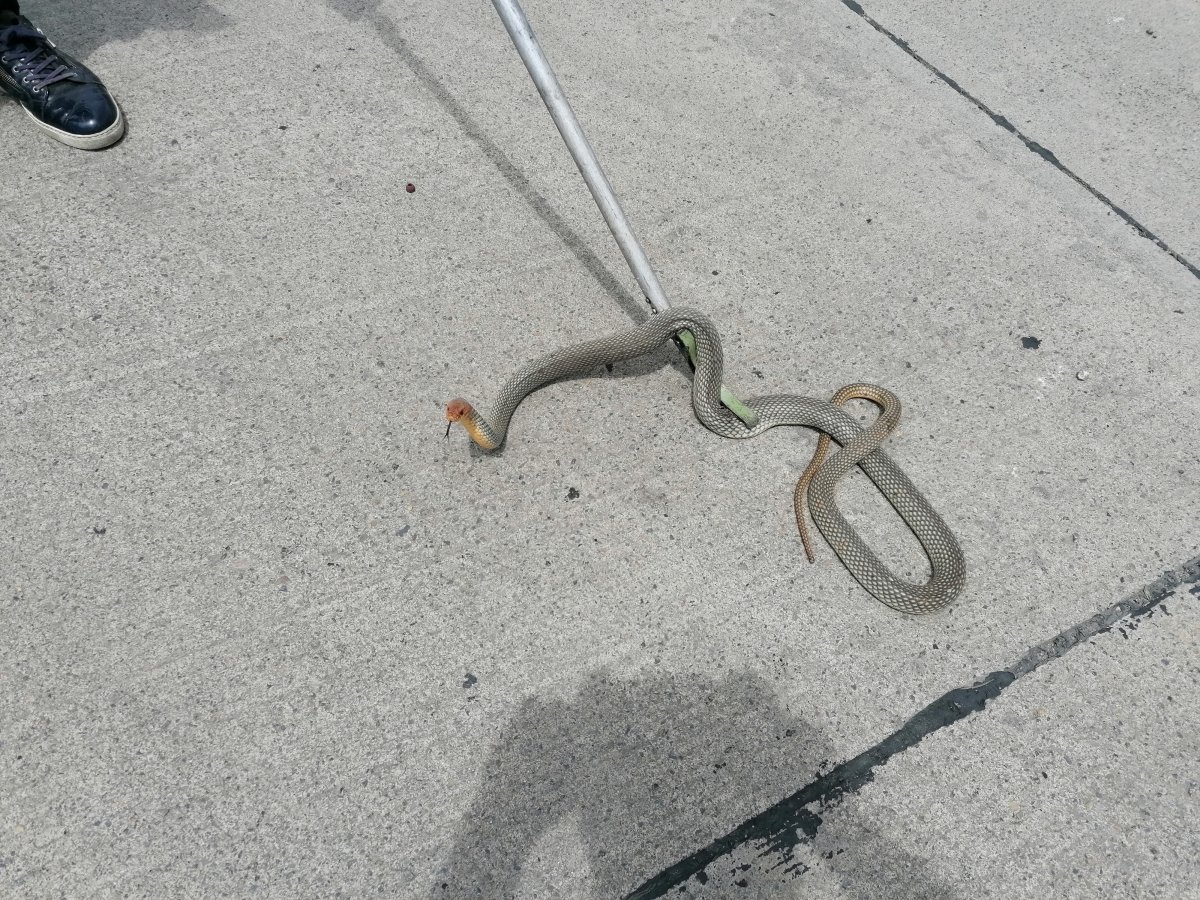 Kocaeli'de halk otobüsüne giren yılan yakalandı