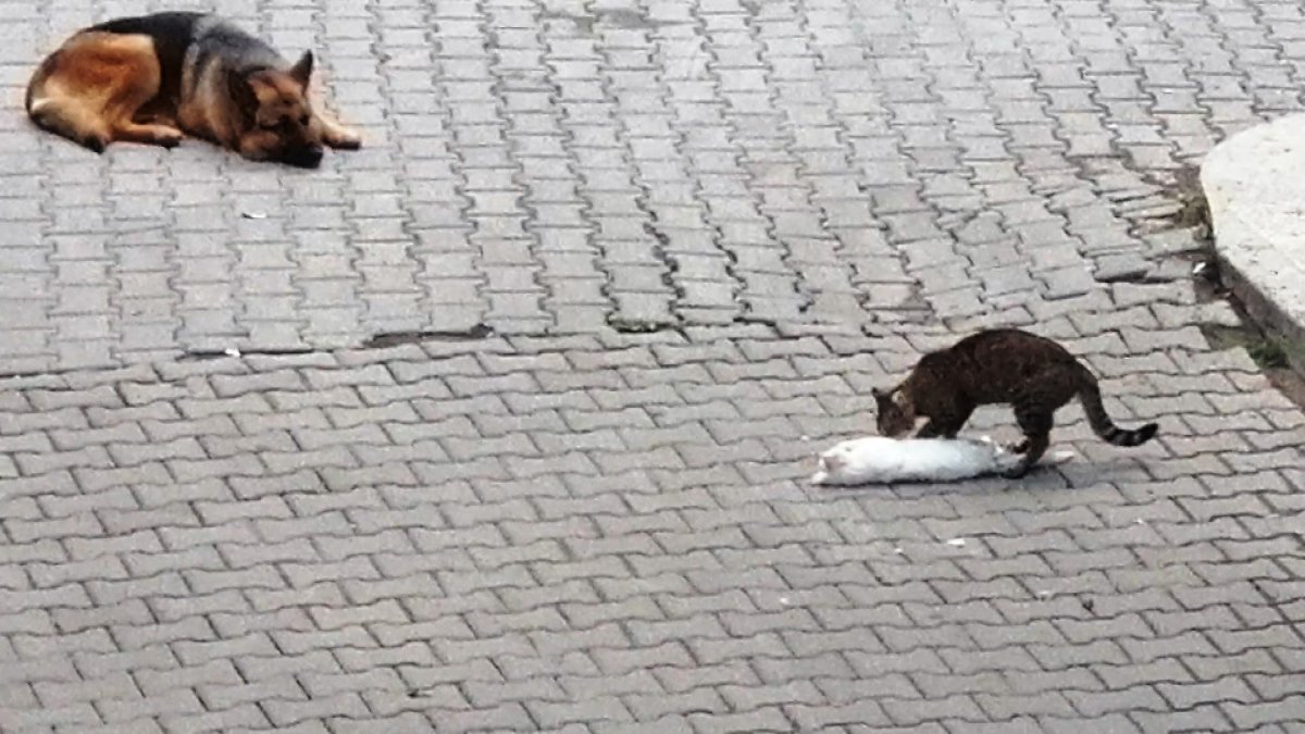 Ölen kediyi ayağa kaldırmak için mücadele anı kamerada