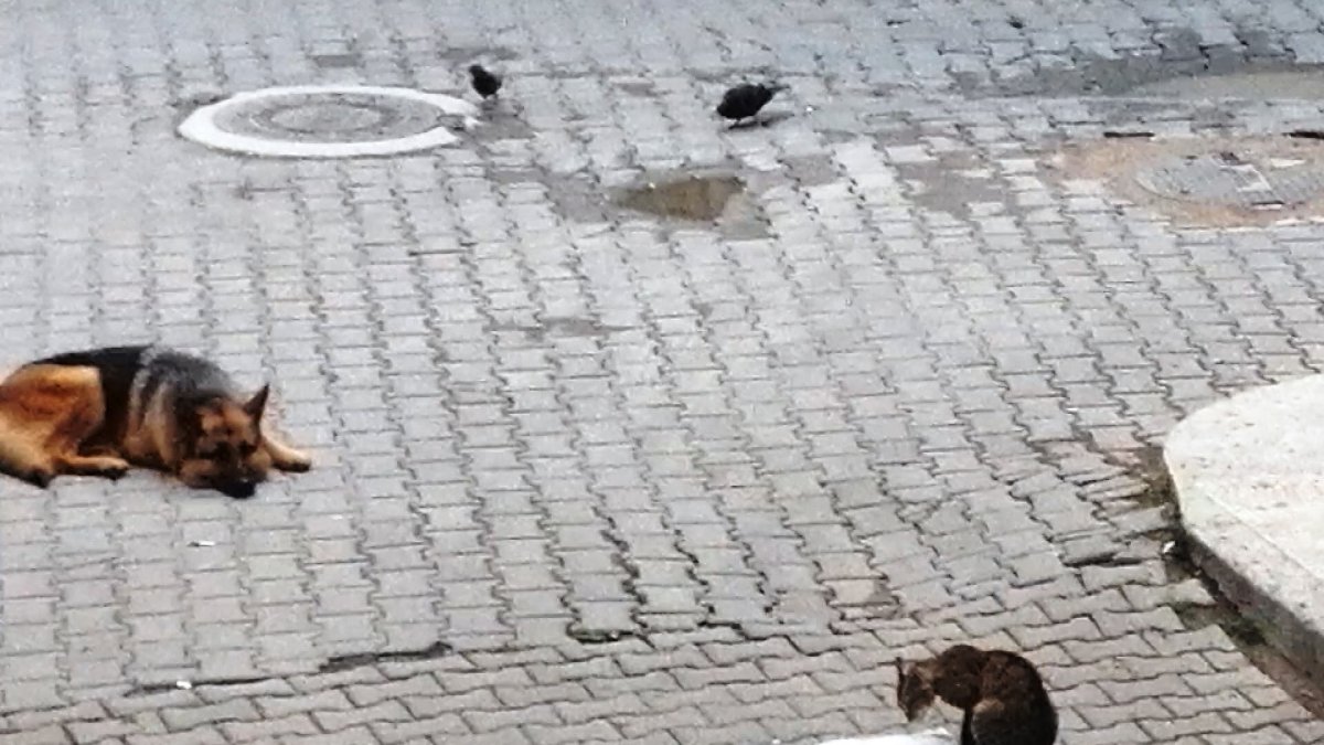 Ölen kediyi ayağa kaldırmak için mücadele anı kamerada