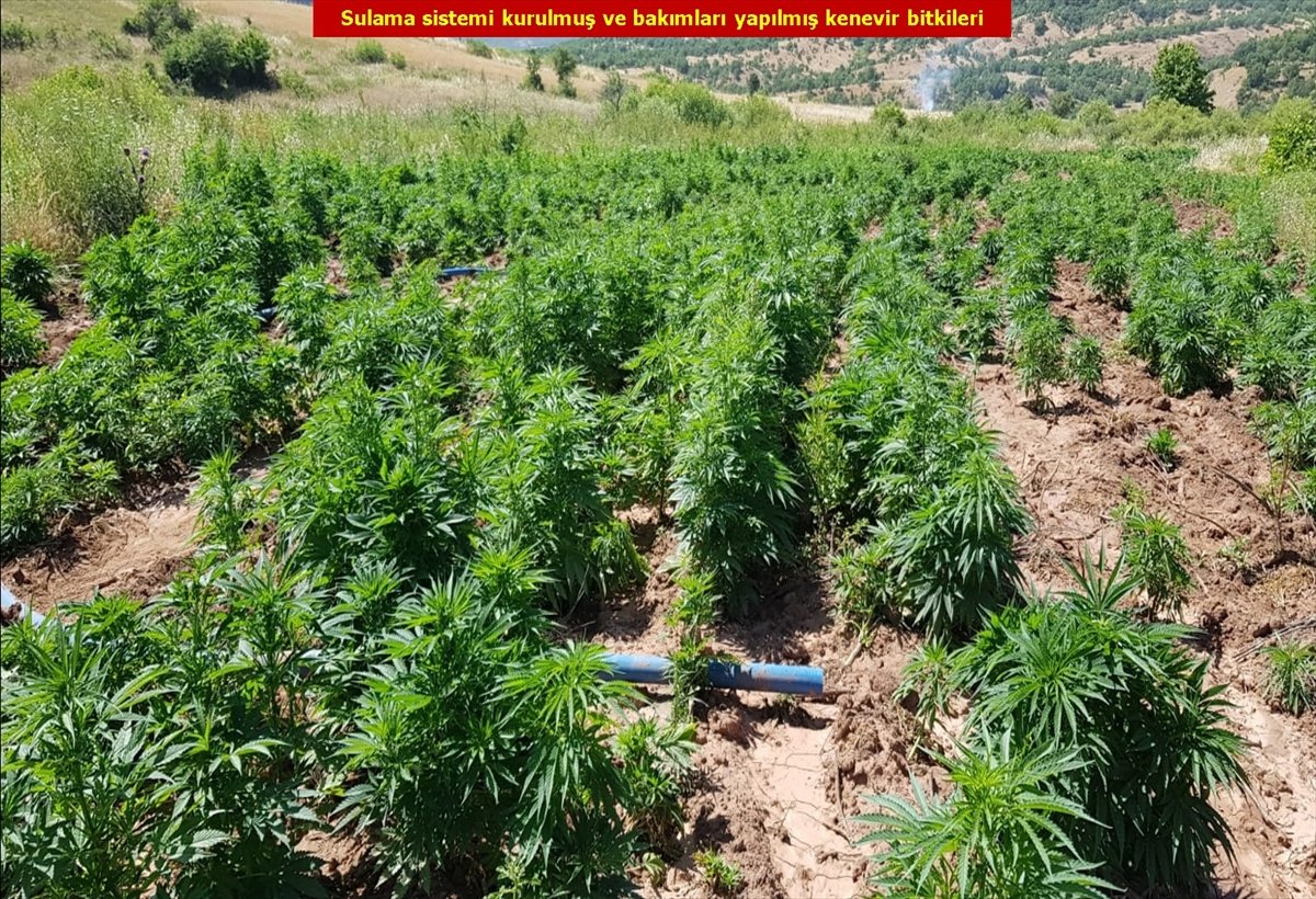 Diyarbakır'da son 4 yılın rekoru: 7.5 milyon kök kenevir